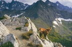 Chamois
