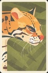 Ocelot