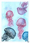 Jellyfish