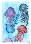 Jellyfish