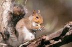 Squirrel in Tree