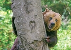 Brown Bear