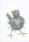 Bird Drawing