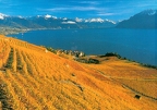 08 Lavaux, Vineyard Terraces