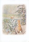 Peter Rabbit
