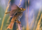 Corn Bunting