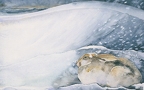 Snow Hare