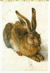Hare