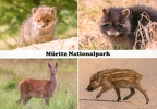 Müritz Nationalpark - Multiview