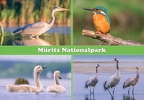 Müritz Nationalpark - Multiview