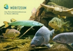 Waren - Müritzeum
