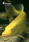 Pike