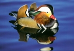 Mandarin Duck