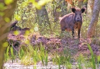 Wild Boar