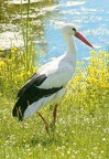 White Stork