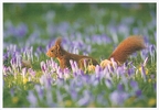 Squirrel in Flowers