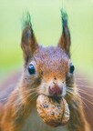 Squirrel with Nut