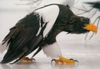 Steller's Sea Eagle