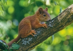 Squirrel in Tree