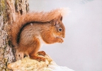 Squirrel in Snow
