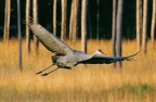 Sandhill Crane