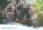 Beaver