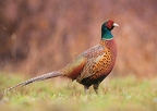 Pheasant