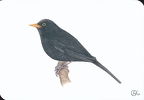 Common blackbird