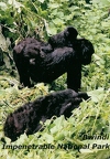 01 Bwindi Impenetrable National Park