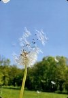 Dandelion