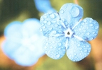 Forgetmenots